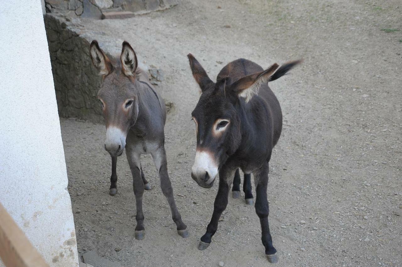 Rumpelehof Villanders Zewnętrze zdjęcie
